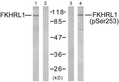 Western Blot: FOXO3 [p Ser253] Antibody [NB100-81929]